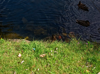 wild ducks swim in a pond in summer, Moscow