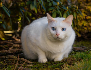 Naklejka na ściany i meble white blue-eyed cat sitting attentively under a rhododendron