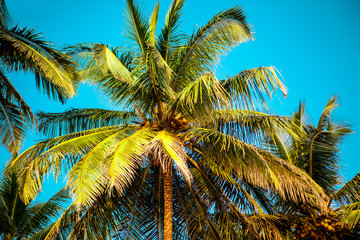 Fototapeta premium Cola beach Goa. South Goa India, Sunny tropical beach.