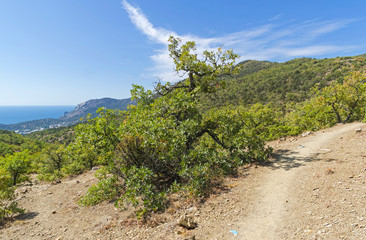 Fototapeta na wymiar Path in the mountain forest.