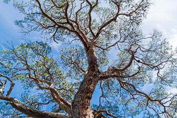 Fototapeta na wymiar Crown of relict pine against the sky.