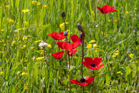 Red anemone flowers and buds in bloom in the grass in the sun closeup
