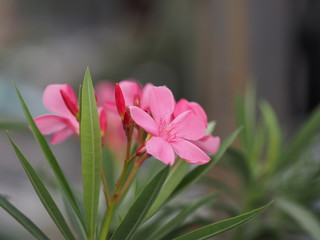 Sweet Oleander, Rose Bay, Nerium oleander name pink flower tree in garden on blurred of nature background, leaves are single oval shape not thick hard with dark green