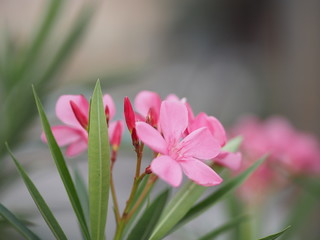 Sweet Oleander, Rose Bay, Nerium oleander name pink flower tree in garden on blurred of nature background, leaves are single oval shape, The tip and the base of the pointed smooth