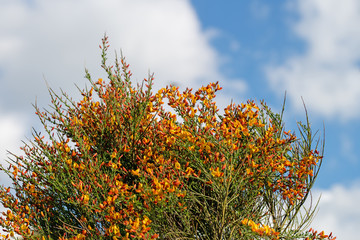Blühender Ginster,Genista,in gelb und orange