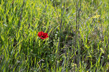 Red wild anemone flower in bloom in the grass in the sun close up