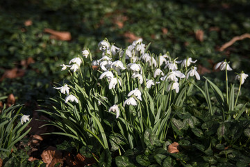 Close up of beautiful blooming Galanthus snowdrops in a clumps on a woodland floor