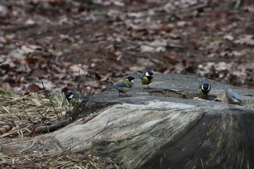 titmouse group fighting for food