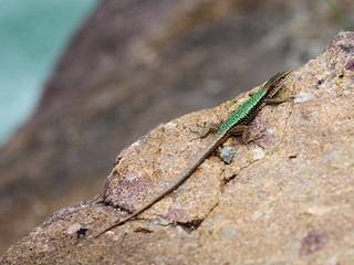 The lizard basks on the rock. The reptile hides and merges with the texture of the rock. A cold-blooded animal basks in the sun. Rest in the wild. Natural background find a lizard.