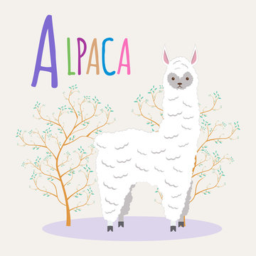 Colorful book alphabet. Book of animals. Alpaca. Letter A