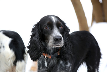 Dog black hunting spaniel portrait