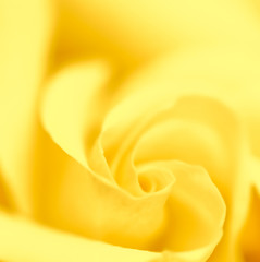 Soft focus, abstract floral background, yellow rose flower. Macro flowers backdrop for holiday brand design