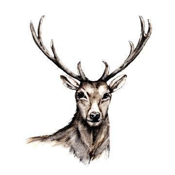 Deer watercolor sketch, head with horns. Wildlife animal illustration. Isolated on white. Hand drawing decoration for children parties, for print on cards, tattoo and other.