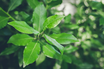 Fototapeta na wymiar Green bay leaf growing in nature