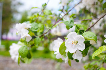 White spring apple or cherry blossom outdoor. Spring flowers background. Blooming apple tree. Spring season at countryside. Apple blossom on pink background. Spring blossom of apple tree