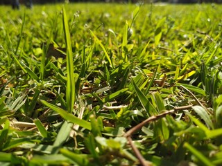 green grass with water drops