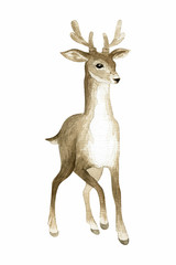 Beautiful deer. Hand painted watercolor illustration isolated on a white background.
