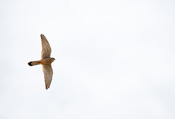 Bottom view of kestrel against white sky