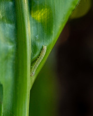 Corn leaf damaged by fall armyworm Spodoptera frugiperda.Corn leaves attacked by worms in maize field.