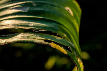 Corn leaf damaged by fall armyworm Spodoptera frugiperda.Corn leaves attacked by worms in maize field.