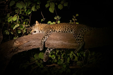 Night view of leopard over branch taking a nap