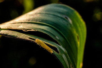 Corn leaf damaged by fall armyworm Spodoptera frugiperda.Corn leaves attacked by worms in maize...