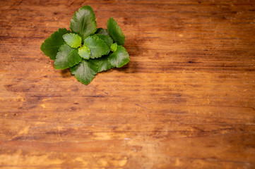 Green plant on a wooden background
