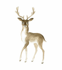 Beautiful deer. Hand painted watercolor illustration isolated on a white background.