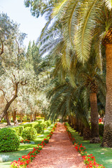 Tropic park with palms. Agriculture in the Middle East. Palm Grove. Park way