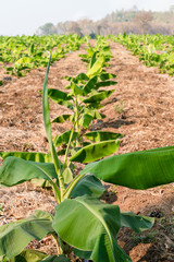 Banana Garden is growing up,Fresh banana is growing up,Banana garden.