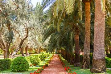 Tropic park with palms. Agriculture in the Middle East. Palm Grove. Park way