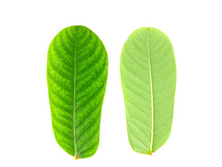 Close-up leaves on white isolated, green leaf