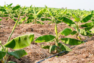 Banana Garden is growing up,Fresh banana is growing up,Banana garden.