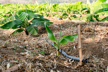 Banana Garden is growing up,Fresh banana is growing up,Banana garden.