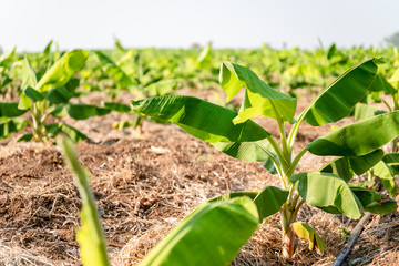 Banana Garden is growing up,Fresh banana is growing up,Banana garden.