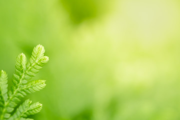 Closeup of beautiful nature view of green leaf on blurred greenery background in garden with copy space using as background natural green plants landscape, ecology, fresh wallpaper concept.