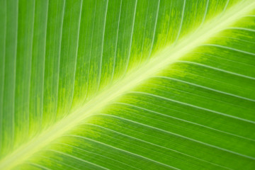 Closeup beautiful green banana leaf texture nature view using as background natural plants landscape, ecology, fresh wallpaper concept.