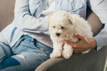 cropped view of woman holding Havanese puppy and sitting on armchair