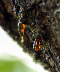 The rubber resin on tree.