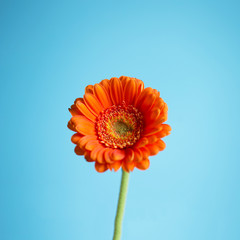 Orange gerbera on the blue background