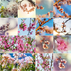 Blossom tree collage