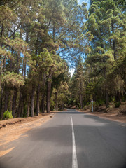 Fototapeta na wymiar Beautiful image of long higway road in mountains surrounded by high pine trees