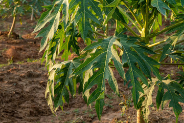 Young papaya fruit on papaya tree in farm.