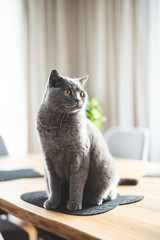 Proud cat sitting on the table. British shorthair breed