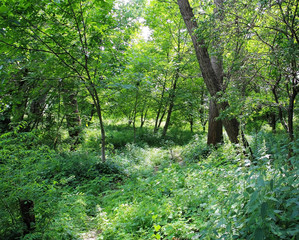 Hiking trail in the greenery, through the forest of walnutat  in Kosovo