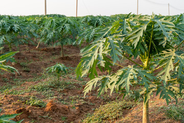 Young papaya fruit on papaya tree in farm.
