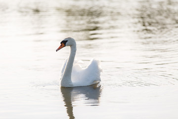 Fototapeta premium beautiful white swan swims in a pond. Romantic bird in a lake