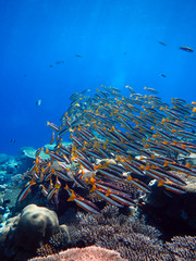 Colourful underwater Coral reef with Twospot Snapper fish (Lutjanus biguttatus). Maldives © MassimilianoF