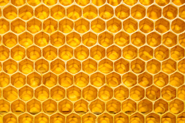 Honeycomb with honey.  macro shot.