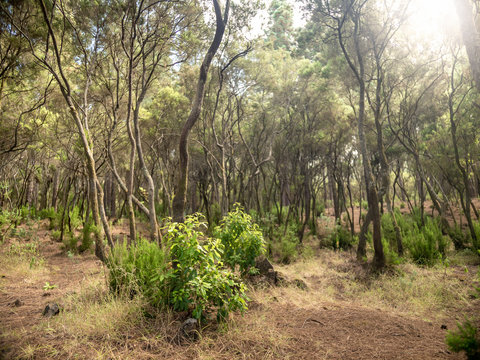 Image of curved trees in laurel forest at Tenerife island